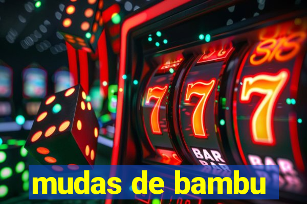 mudas de bambu